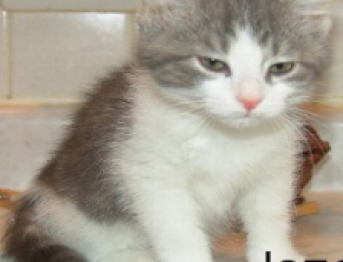 PictureRecognition with TensorFlow