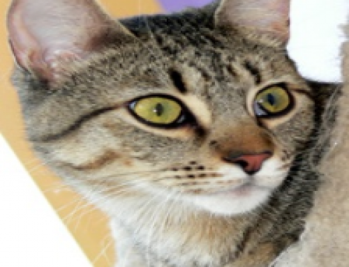 PictureRecognition TF and Transferlearning ResNet